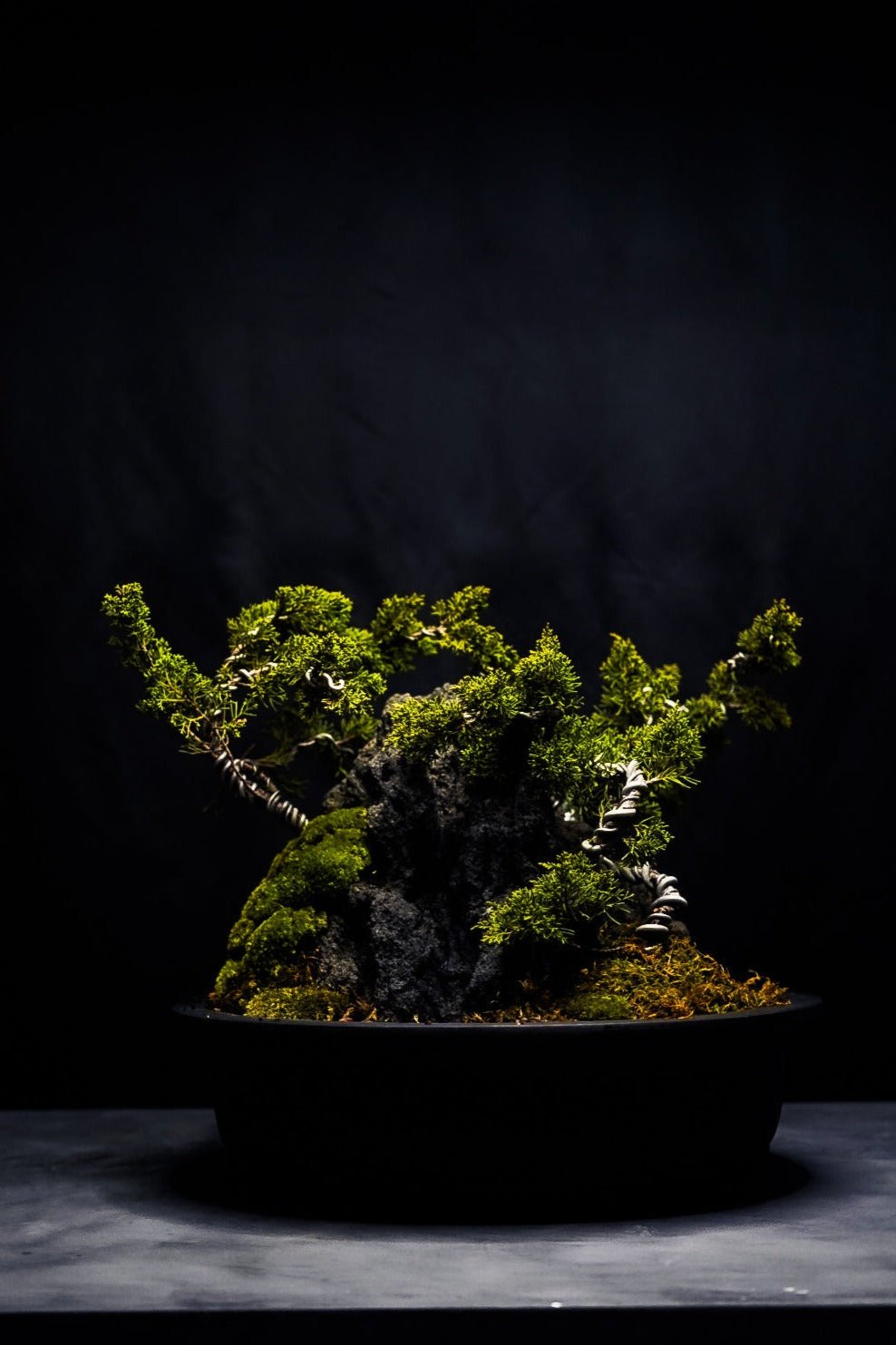 絵画 bonsai bonsai(SM) – Kuronuma Art